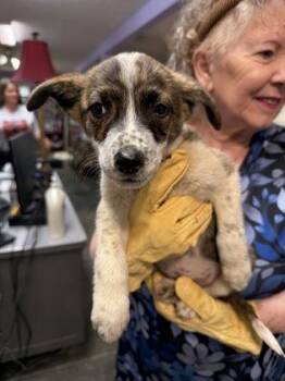Gigi -  Mixed Breed Dog for Adoption in West Chester, Pennsylvania - Gigi | PetCurious