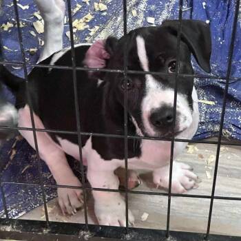 Rescue Basset Hound and Black Labrador Retriever Dogs for Adoption in Odessa, Texas - SAGE | PetCurious