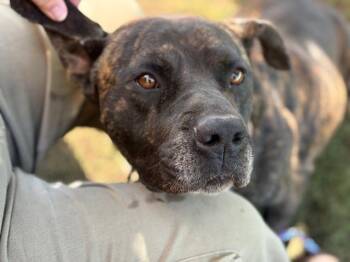 Pit Bull Terrier and Mixed Breed Dogs Available for Adoption in Tulsa, Oklahoma - BEAST | PetCurious