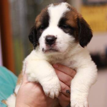 CT Butternut -  Saint Bernard Dog for Adoption in Stormville, New York - CT Butternut | PetCurious