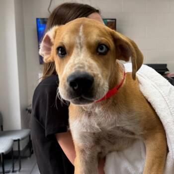 Tundra -  Mixed Breed Dog for Adoption in Walker, Michigan - Tundra | PetCurious