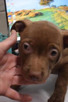 Opal (Accored P4) -  American Bulldog Dog for Adoption in Pahrump, Nevada - Opal (Accored P4) | PetCurious