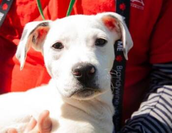 Mixed Breed Dogs Available for Adoption - Baxter | PetCurious