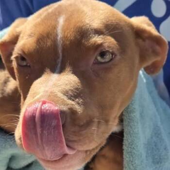 Mixed Breed Dogs Available for Adoption in Voorhees Township, New Jersey - Colton | PetCurious