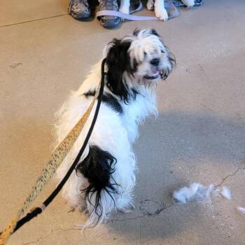 Harvard -  Shih Tzu Dog for Adoption in Baltimore, Maryland - Harvard | PetCurious