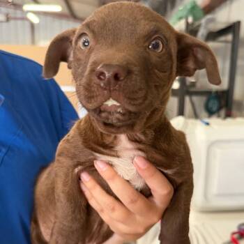 Zipline -  Mixed Breed Dog for Adoption in Redwood Valley, California - Zipline | PetCurious