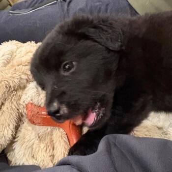 Border Collie and Retriever Dogs Available for Adoption - Shiloh | PetCurious