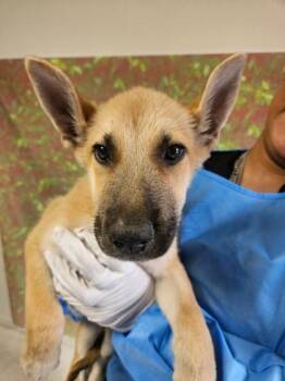 Axel -  Shepherd and Mixed Breed Dog for Adoption in San Antonio, Texas - Axel | PetCurious