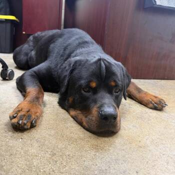 Roscoe -  Rottweiler Dog for Adoption in Madisonville, Kentucky - Roscoe | PetCurious
