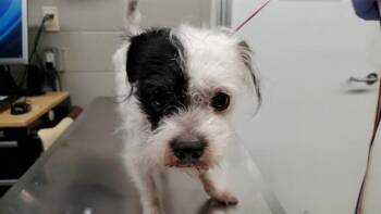 PINOT -  Norfolk Terrier and Mixed Breed Dog for Adoption in Aurora, Illinois - PINOT | PetCurious