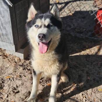 Mixed Breed Dogs Available for Adoption - Hera | PetCurious