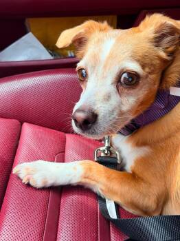 Taco -  Chiweenie Dog for Adoption in Baker, Louisiana - Taco | PetCurious