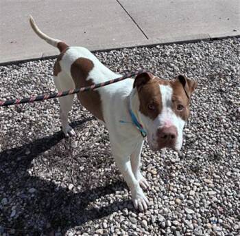 Pit Bull Terrier Dogs Available for Adoption - MARLEY | PetCurious