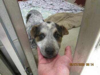 Australian Cattle Dog Blue Heeler Dogs Available for Adoption - (501) | PetCurious