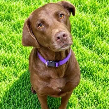 Samoa -  Chocolate Labrador Retriever Dog for Adoption in Battle Creek, Michigan - Samoa | PetCurious