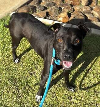 Leelu -  American Staffordshire Terrier and Mixed Breed Dog for Adoption in Honolulu, Hawaii - Leelu | PetCurious