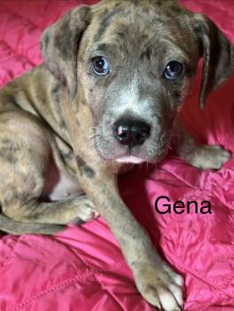Catahoula Leopard Dog and Pit Bull Terrier Dogs Available for Adoption in Texarkana, Texas - Gena | PetCurious