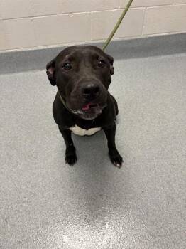 HENDRIX -  Pit Bull Terrier and Mixed Breed Dog for Adoption in Indianapolis, Indiana - HENDRIX | PetCurious