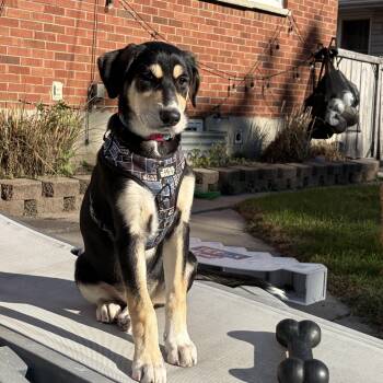 Luna -  Shepherd Dog for Adoption in Oshawa, Ontario - Luna | PetCurious