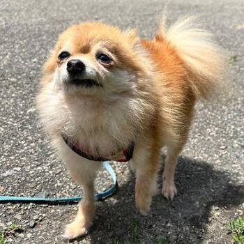 Twinkie -  Pomeranian Dog for Adoption in Huntington, New York - Twinkie | PetCurious