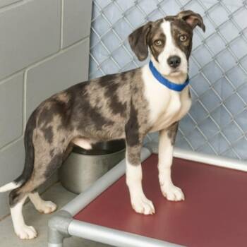 Rescue Catahoula Leopard Dog and Mixed Breed Dogs for Adoption in Minnetonka, Minnesota - Bandito D66194 | PetCurious