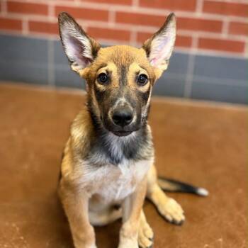 Rocco -  Australian Cattle Dog Blue Heeler and Shepherd Dog for Adoption in Otisfield, Maine - Rocco | PetCurious