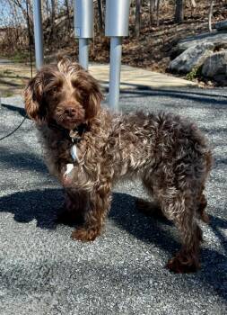 Labradoodle Dogs Available for Adoption in Brunswick, Maine - Ariel | PetCurious