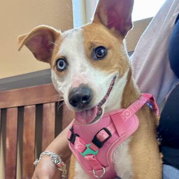 Josie -  Retriever and Catahoula Leopard Dog Dog for Adoption in Corpus Christi, Texas - Josie | PetCurious