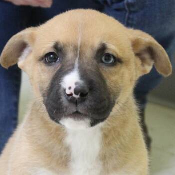 Rescue Mixed Breed Dogs for Adoption in Eaton, Ohio - Piggy Pancake | PetCurious