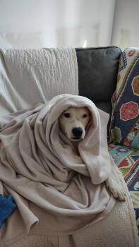 Rescue Pit Bull Terrier Dogs for Adoption in Denver, Colorado - Doris | PetCurious