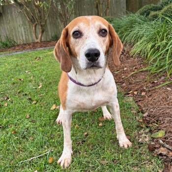 Cooper -  Hound Dog for Adoption in Valdosta, Georgia - Cooper | PetCurious
