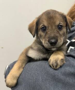 Wednesday -  Husky Dog for Adoption in Yellowknife, Northwest Territories - Wednesday | PetCurious