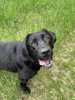 Rescue Labrador Retriever Dogs for Adoption in Chelsea, Vermont - Bailey | PetCurious