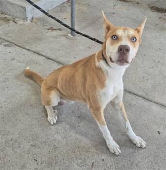 Rescue Siberian Husky and Mixed Breed Dogs for Adoption in Texas City, Texas - A042092 | PetCurious