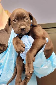 Mixed Breed Dogs Available for Adoption in Chillicothe, Ohio - Groundhog Day | PetCurious