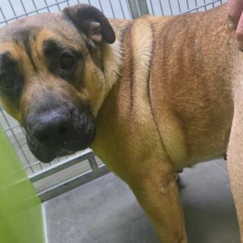 Pit Bull Terrier Dogs Available for Adoption in San Jacinto, California - Stella | PetCurious