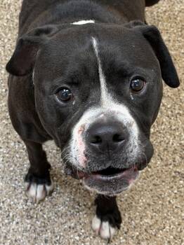 Chico -  Terrier Dog for Adoption in Hilton Head Island, South Carolina - Chico | PetCurious
