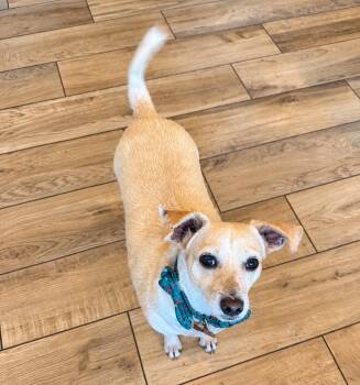 Bob -  Chihuahua and Jack Russell Terrier Dog for Adoption in San Diego, California - Bob | PetCurious