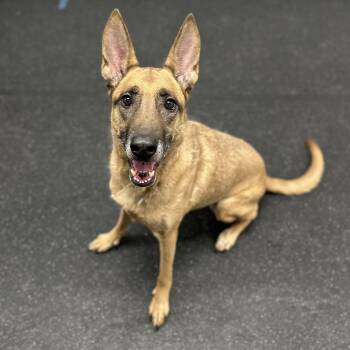 Belgian Shepherd Malinois Dogs Available for Adoption - Maxine | PetCurious