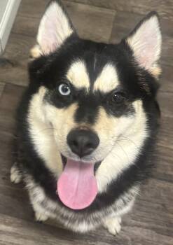 Pomsky Dogs Available for Adoption - Jordan | PetCurious