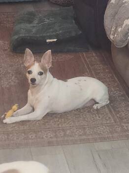 Jack Russell Terrier Dogs Available for Adoption in Lima, Ohio - Zeke | PetCurious