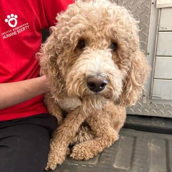 Chandra -  Golden Retriever and Poodle Dog for Adoption in Birmingham, Alabama - Chandra | PetCurious