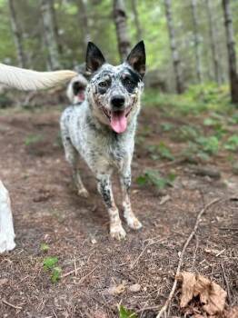 Cattle Dog Dogs Available for Adoption in Battle Ground, Washington - Smudge | PetCurious