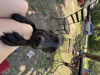Lilly Lou -  Black Labrador Retriever and Hound Dog for Adoption in Cary, North Carolina - Lilly Lou | PetCurious