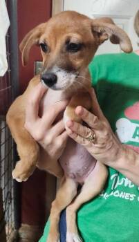 Scout -  Chihuahua and Dachshund Dog for Adoption in Severance, Colorado - Scout | PetCurious