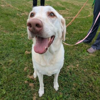 Bella -  Labrador Retriever Dog for Adoption in Valparaiso, Indiana - Bella | PetCurious