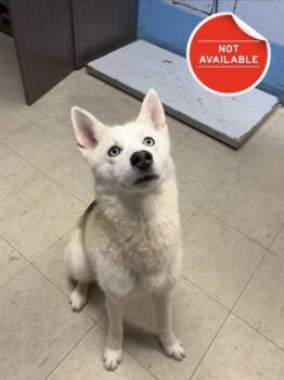 Siberian Husky and Mixed Breed Dogs Available for Adoption - Nina | PetCurious