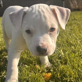 Pit Bull Terrier Dogs Available for Adoption in Racine, Wisconsin - Empower | PetCurious