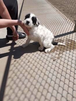 Poodle and Cattle Dog Dogs Available for Adoption in Grafton, Wisconsin - FOSTER ME - Sunflower | PetCurious