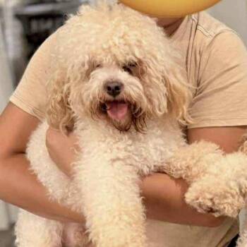 Rescue Miniature Poodle Dogs for Adoption in Broken Arrow, Oklahoma - Vinny | PetCurious